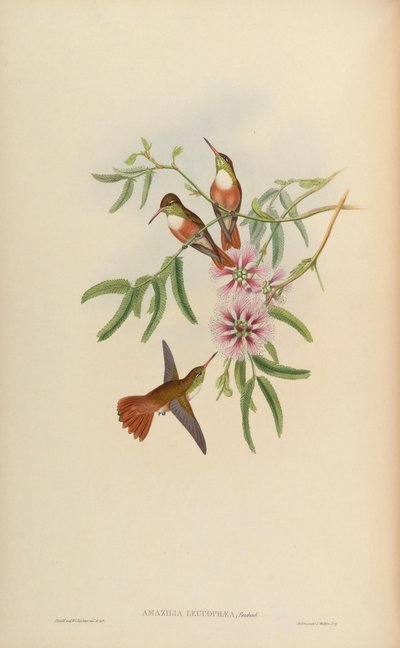Amazilia amazilia leucocephala by John Gould